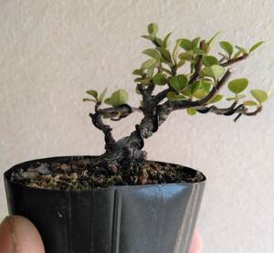 ベニシタン ミニ盆栽 樹高5cm 超ミニ 豆 極小 紅紫檀 将来有望！！