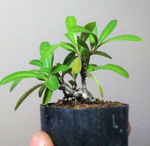 ピラカンサ ミニ盆栽 樹高7cm 超ミニ 豆 極小 太幹 立ち上がりどっしり 古色肌 将来有望！！