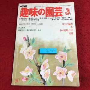 S6i-099 NHK 趣味の園芸 昭和54年3月号 ぼけの魅力 芝 雪椿 昭和54年3月1日 発行 日本放送出版協会 雑誌 園芸 ボケ 鉢植え 花壇 庭植え