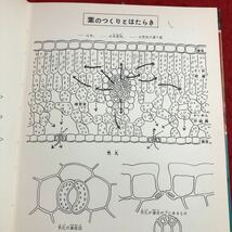 S6i-227 植物の図鑑 講談社の学習大図鑑 12 著者 佐竹義輔 昭和39年1月30日 第9刷発行 講談社 図鑑 図解 植物 キノコ 酵素 細胞 野菜 木_画像6