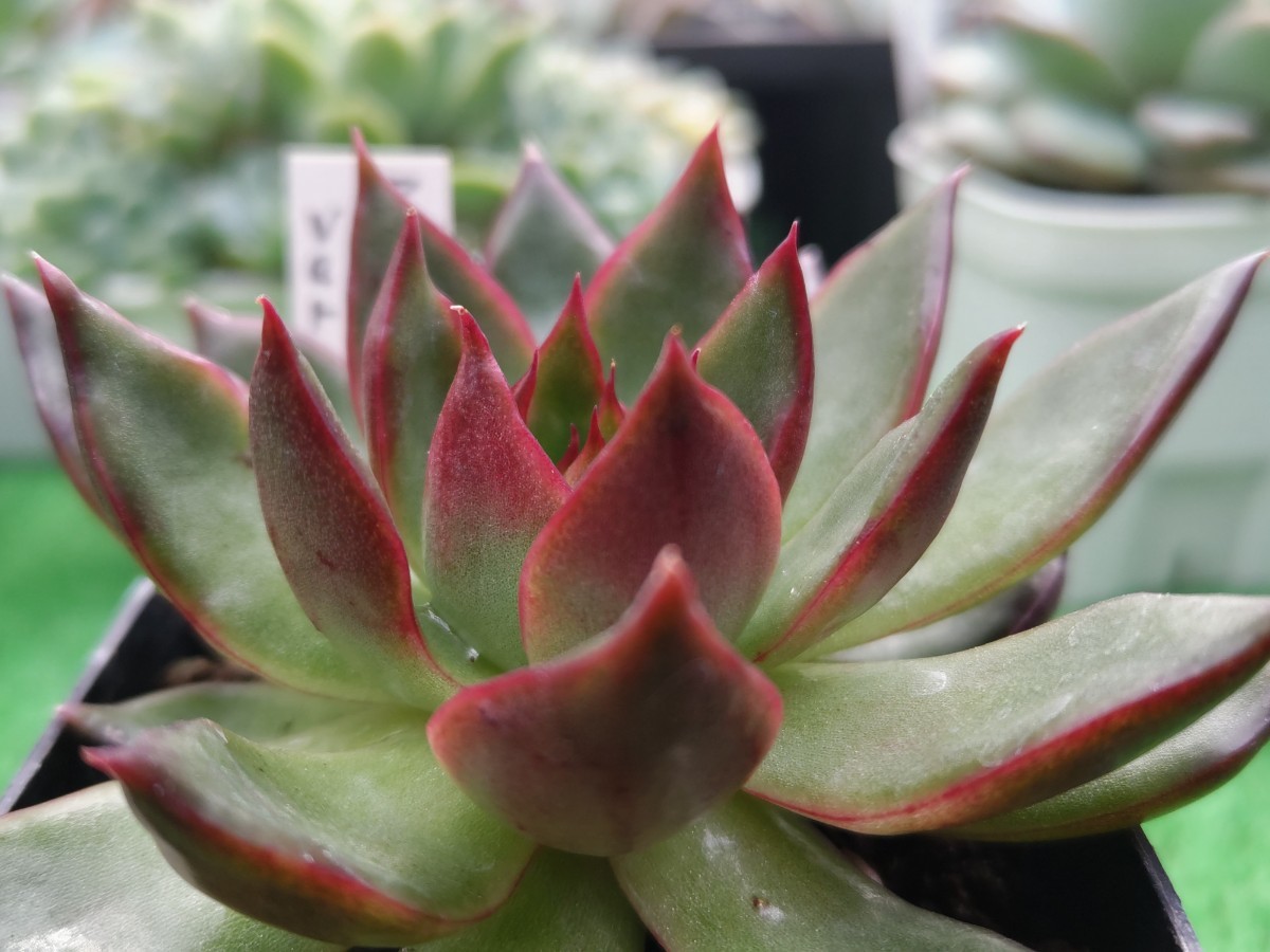 ヤフオク! -「多肉植物 アガボイデス」の落札相場・落札価格