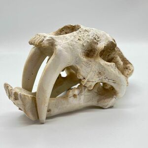 サーベルタイガー 頭骸骨 レプリカ インテリア 恐竜の化石 オブジェ 虎牙 ミドルサイズ ミュージアム ギャラリー 虎猫骨格化石 装飾置物