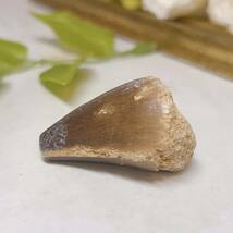 【E6433】モササウルス＊歯化石＊化石＊海竜＊恐竜＊Mosasaurus Tooth Fossil＊_画像3