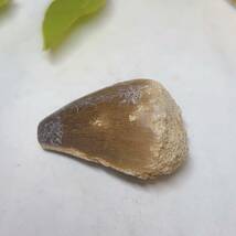 【E6433】モササウルス＊歯化石＊化石＊海竜＊恐竜＊Mosasaurus Tooth Fossil＊_画像4