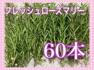 とれたてフレッシュローズマリー　60本　無農薬