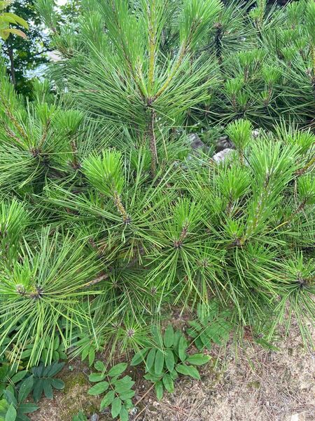 富山県産　無農薬赤松　黒松の葉2kg