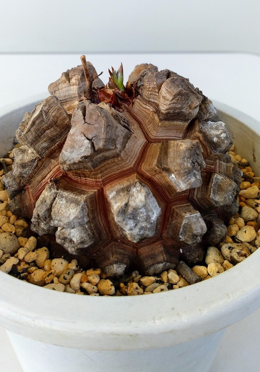 ディオスコレア エレファンティペス 種子20粒+a Dioscorea