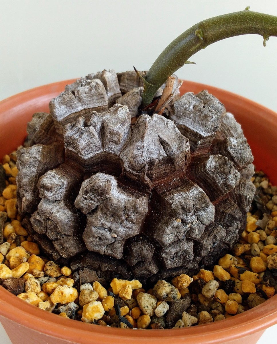 ディオスコレア エレファンティペス 種子20粒+a Dioscorea