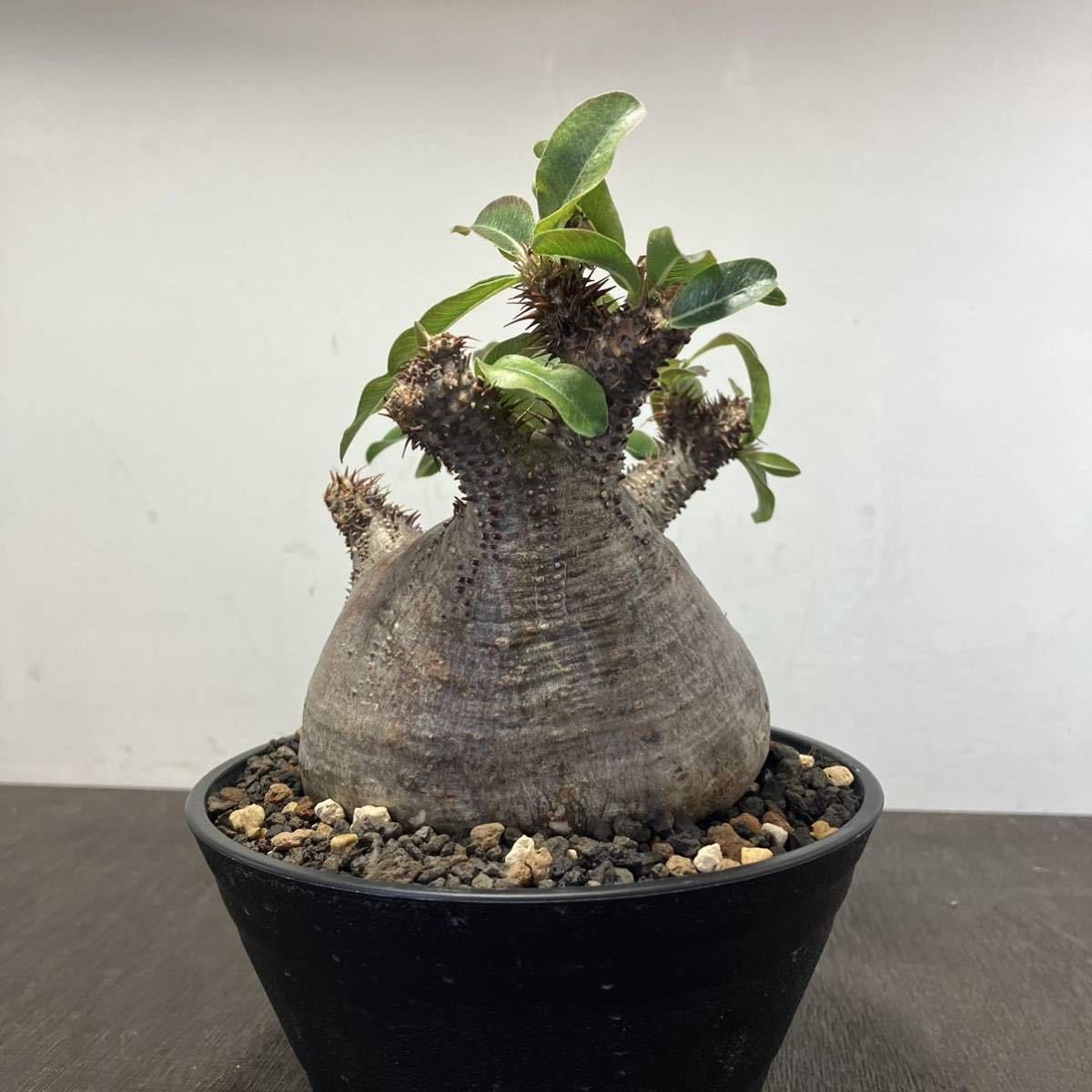 パキポディウム マカイエンセ コーデックス 塊根植物 グラキリス 現地