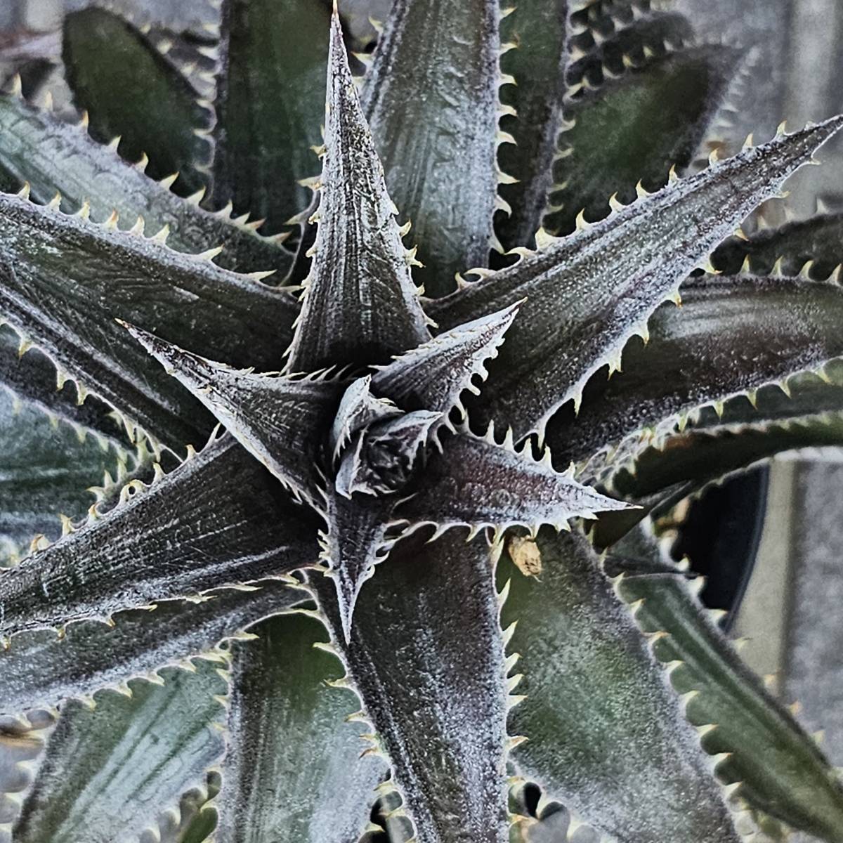 ヤフオク! -「△d」(アナナス) (観葉植物)の落札相場・落札価格
