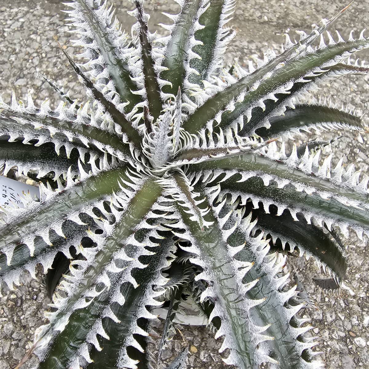 ヤフオク! -「△d」(アナナス) (観葉植物)の落札相場・落札価格
