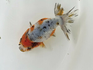 福嘉金魚 動画あり 初雪CP！ 江戸錦 ビックサイズ イカツイ癒し系 上物 11～13センチ 加藤産 ２歳 現物 １匹 ES-10 ⑦-1 金魚 滋賀