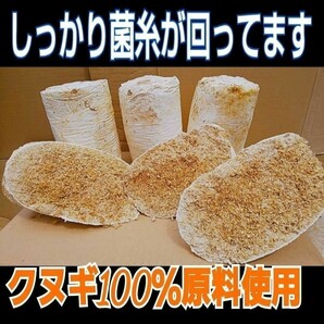 割れてるから格安です！ オオヒラタケ菌床ブロック    カブトムシ幼虫の栄養強化に！マットに埋め込むだけ！ クワガタの産卵床にもの画像2