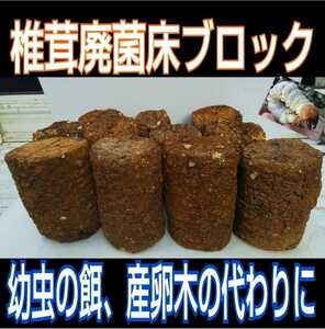 カブトムシ幼虫の栄養強化に！椎茸菌床ブロック【6個】マットに埋め込むだけで幼虫が潜り込みモリモリ食べて大きくなります！クヌギ100％