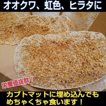 割れてるから格安です！　オオヒラタケ菌床ブロック　　　　カブトムシ幼虫の栄養強化に！マットに埋め込むだけ！　クワガタの産卵床にも_画像3