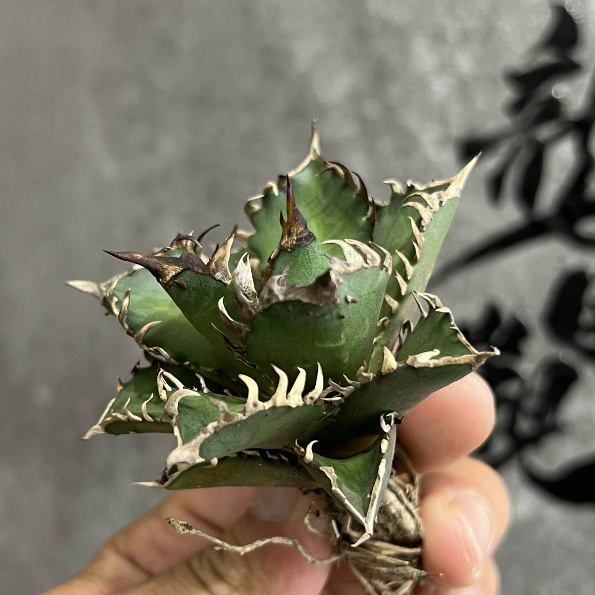 多肉植物 アガベ チタノタ レッドキャットウィーゴリ猫 ´ 極上子株 50