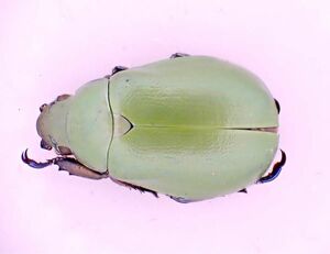 [昆虫標本] Chrysina erubescens no.112