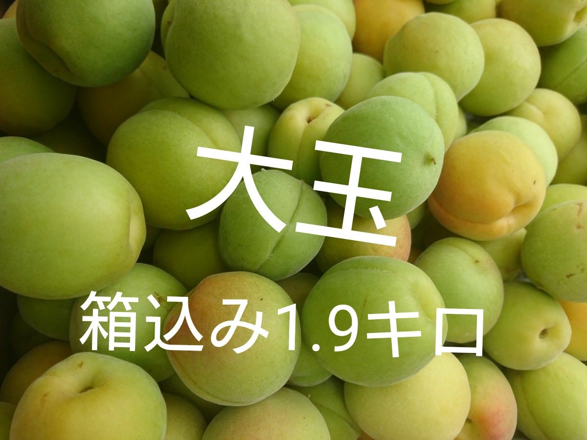 処分特価 青梅 梅 ウメ うめ 箱込み 約1kg 梅シロップ作りなどに ⑤