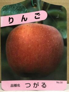 つがる林檎(津軽りんご)接木苗木