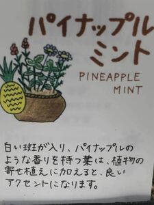  pineapple mint ( mint herb ) seedling 3 stock 