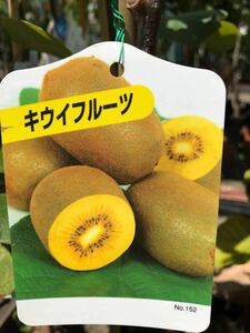  Golden King kiwi fruit fruit yellow color real sapling 