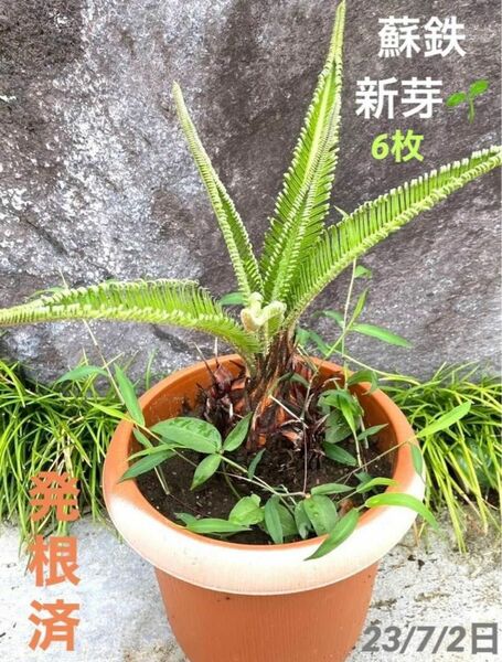 現品　蘇鉄　新芽　ソテツ　そてつ　観葉植物