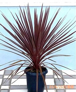 Cordyline 'Red Star' コルジリネレッドスター　8号プラ鉢植え