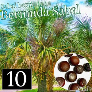 バーミューダ・サバル 種子x10[耐寒性ヤシ]Sabal bermudana