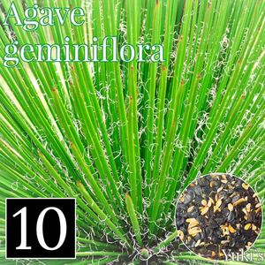 アガベ・ジェミニフローラ 種子x10[5月入荷！]Agave geminiflora
