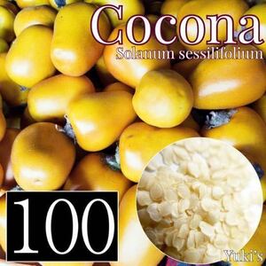ココナ 種子x100[熱帯ベジタブル]Solanum sessilifplium
