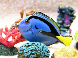 ★お魚携帯ストラップ　ナンヨウハギ　鮮彩美魚!!水族館ドリー海水魚ストラップ・ダイバーズアクセサリー