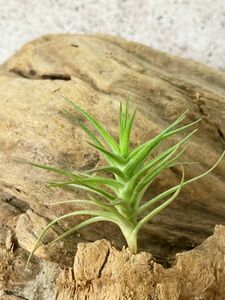 【Frontier Plants】 チランジア・アエラントス・ミニアータ　T. aeranthos Miniata ブロメリア　エアプランツ