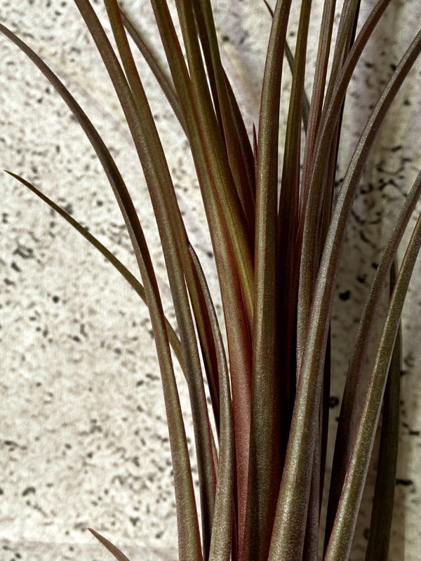 【Frontier Plants】 【現品】イオナンタフエゴ・ジャイアント x カピタータ T. ionantha Fuego Giant x T. capitata var. domingensis