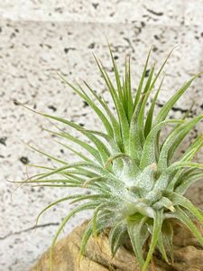 【Frontier Plants】チランジア・イオナンタ・グアテマラ T. ionantha Guatemala エアプランツ　ブロメリア