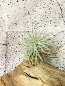 【Frontier Plants】チランジア・テクトラム・エクアドル T. Tectorum Ecuadorブロメリア　エアプランツ