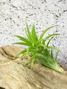 [Frontier Plants]chi Ran jia*ne gray ktaT. neglecta air plant brome rear 