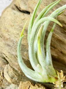 【Frontier Plants】チランジア・ミトラエンシス T. mitlaensis エアープランツ ブロメリア