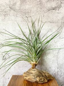 【Frontier Plants】【現品】チランジア・ハリスコモンティコラ T. jalisco-Monticola エアープランツ ブロメリア