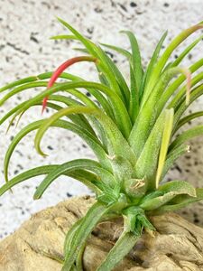 [Frontier Plants][ reality goods ]chi Ran jia* Io naan ta*valiega-taT. ionantha Variegata[C] air plant brome rear 