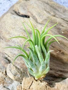 【Frontier Plants】チランジア・イオナンタ・ヘーゼルナッツ T. ionantha Hazelnut エアープランツ ブロメリア