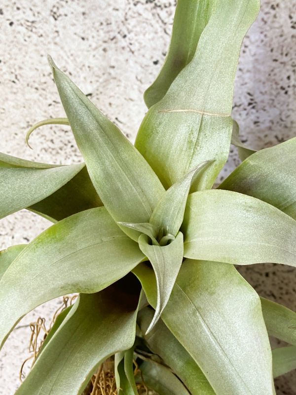 【Frontier Plants】【現品】チランジア・ファラゼンシス T. huarazensis エアープランツ ブロメリア
