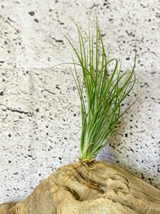 【Frontier Plants】チランジア・グロボーサ T. globosa エアープランツ ブロメリア