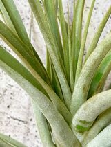 【Frontier Plants】【現品】チランジア・セレイコラ T. cereicola エアープランツ ブロメリア_画像3