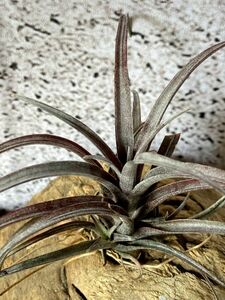 【Frontier Plants】チランジア・カピタータ・ドミンゲンシス T. capitata var. domingensis エアープランツ ブロメリア
