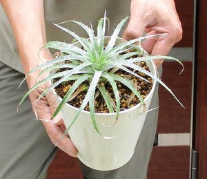 【現品】プヤ・セルーレア 大株　 puya coerulea　５号　CL番