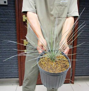 【現品】ユッカ・エラータ（Yucca elata）７号ポット鉢　い番