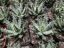 エリナケア Aloe erinacea 稀少アロエ 54株_画像4