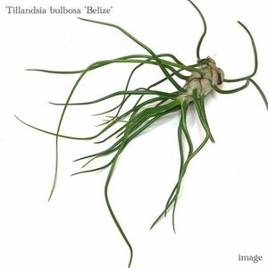 チランジア ブルボーサ 'ベリーズ' (エアープランツ ティランジア bulbosa 'Belize')