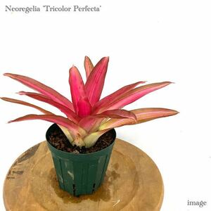 ネオレゲリア 'トリカラー パーフェクタ' (タンクブロメリア Neoregelia 'Tricolor Perfecta')