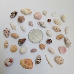 カラフル 微小貝 貝がら 貝殻 貝 天然 ハンドメイド パーツ 材料 素材 工作 アクセサリー インテリア